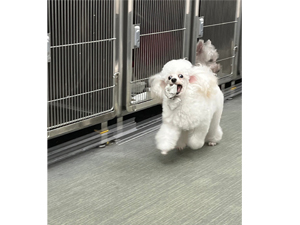 生徒が撮影したモデル犬♪ 